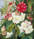 Marianne North Foliage Flowers of Two Indian Rhododendrons Art A4 Photo Print