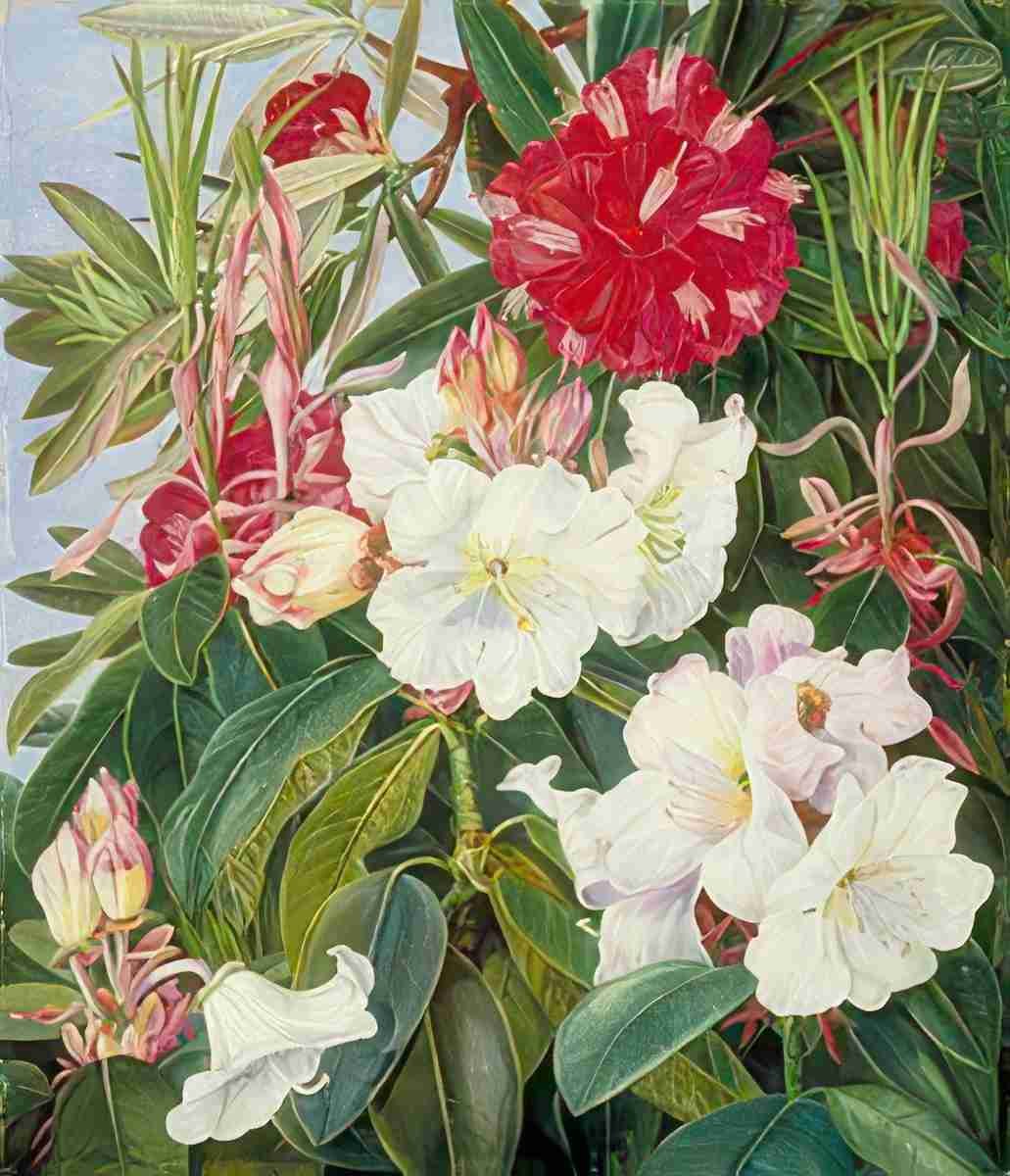 Marianne North Foliage Flowers of Two Indian Rhododendrons Art A4 Photo Print