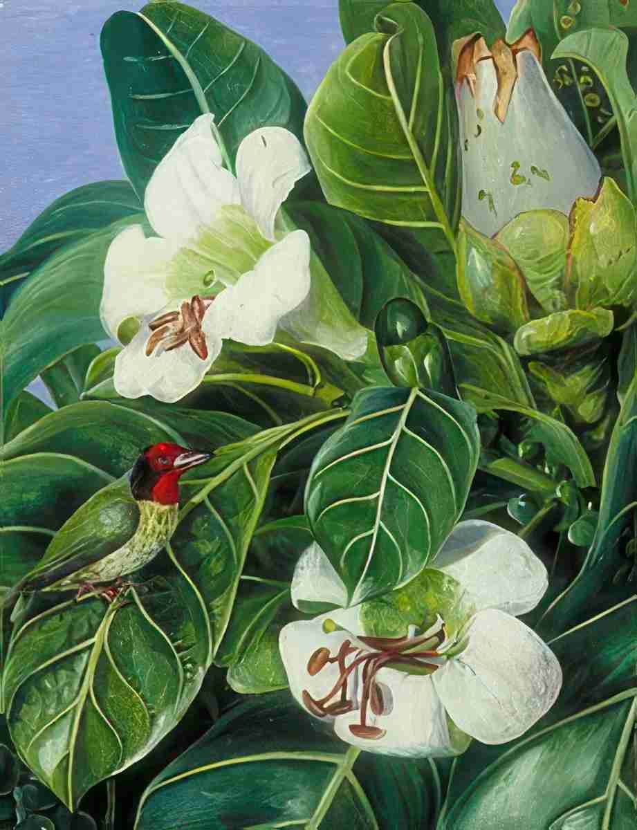 Marianne North Foliage Flowers of a Forest Tree of Java Art A4 Photo Print