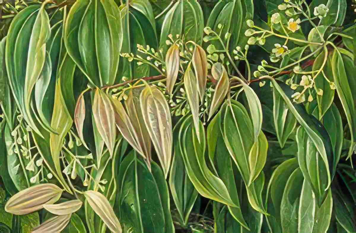 Marianne North Foliage Flowers of the Cinnamon Tree Art A4 Photo Print