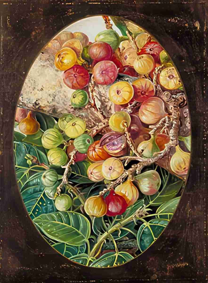 Marianne North Foliage Fruit of Fig Tree held Sacred by the Hindoos Art A4 Photo Print
