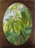 Marianne North Foliage Fruit of Two Indian Trees Art A4 Photo Print