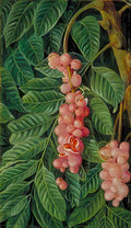 Marianne North Foliage Fruit of a Forest Tree of Java Art A4 Photo Print