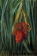 Marianne North Foliage Fruit of a Small Screw Pine Java Art A4 Photo Print