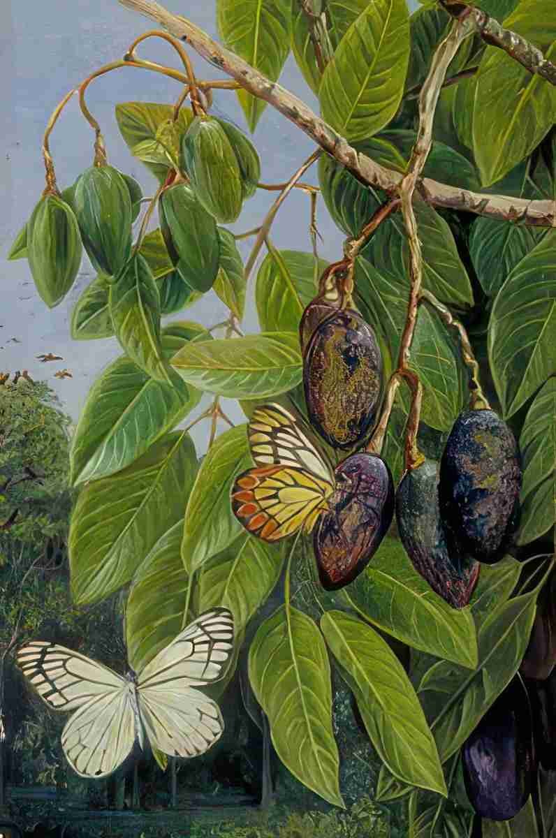 Marianne North Foliage Fruit of the Kenari Butterfly Java Art A4 Photo Print