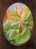 Marianne North Foliage Fruit of the Mahwa Art A4 Photo Print