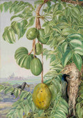 Marianne North Fruit de Cythere Sugar Birds Nest Seychelles Art A4 Photo Print