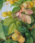 Marianne North Fruit of Sandoricum Green Gaper Borneo Art A4 Photo Print
