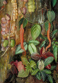 Marianne North Group of Bornean Plants Art A4 Photo Print