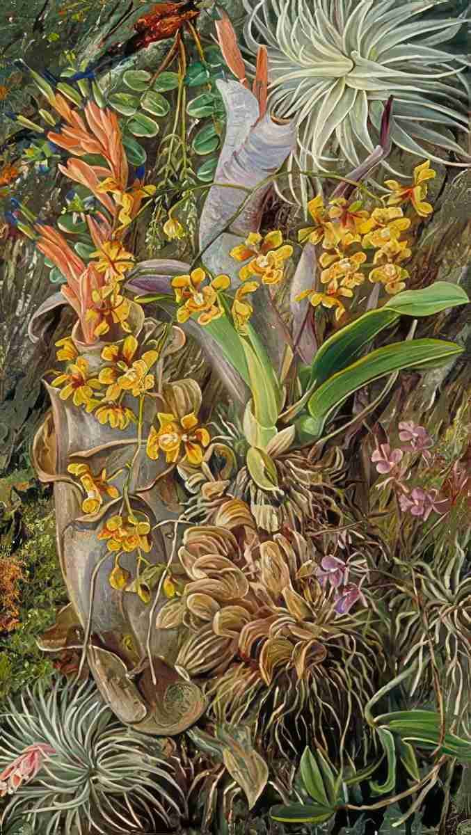 Marianne North Group of Epiphytal Orchids Bromeliads Brazil Art A4 Photo Print