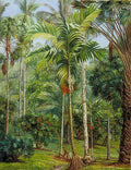 Marianne North Group of Palms c Garden Buitenzorg Java Art A4 Photo Print