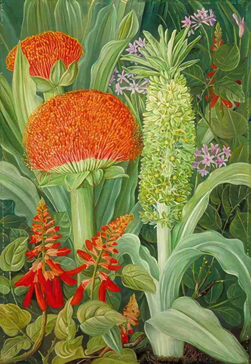 Marianne North Haemanthus Other South African Flowers Art A4 Photo Print
