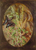 Marianne North Holy Basil or Tulsi Art A4 Photo Print