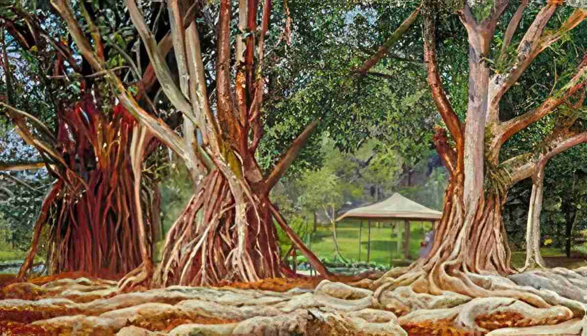Marianne North India Rubber Trees at Buitenzorg Java Art A4 Photo Print