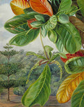 Marianne North Indian Almond Art A4 Photo Print