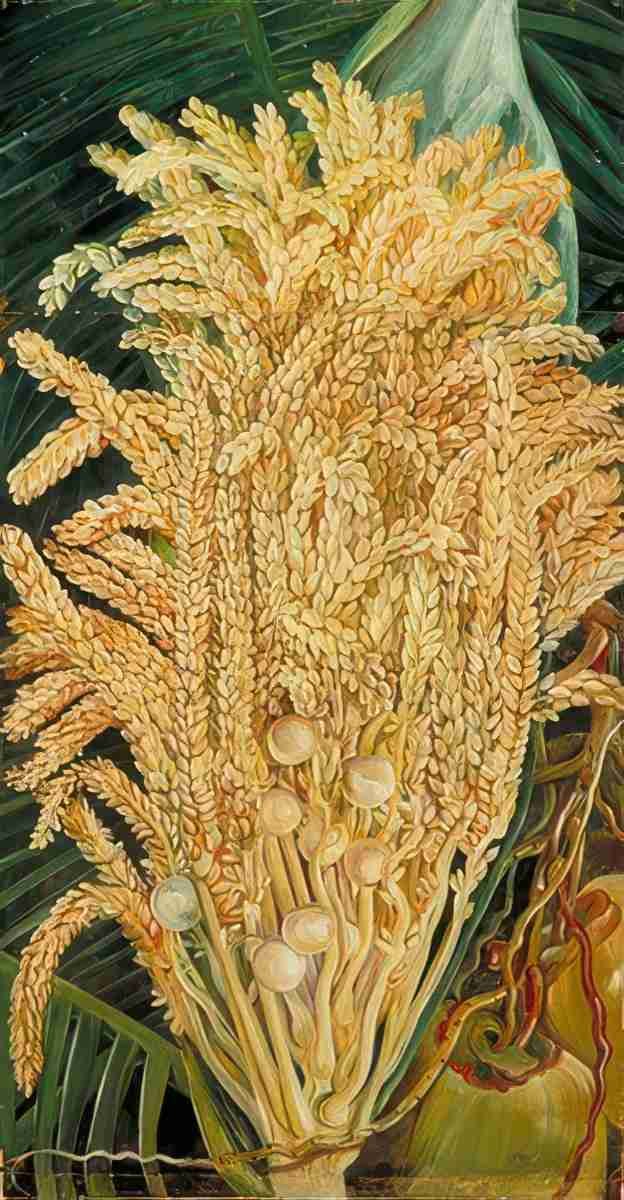Marianne North Inflorescence Ripe Nuts of the Cocoanut Palm Art A4 Photo Print