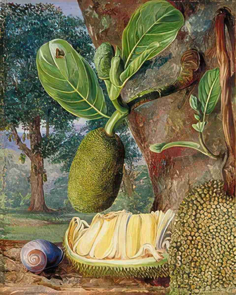 Marianne North Jak Fruit Singapore Art A4 Photo Print