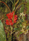Marianne North Java Flowers Art A4 Photo Print
