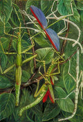 Marianne North Leaf Insects Stick Insects Art A4 Photo Print