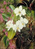 Marianne North Malayan Moth Orchid an American Climber Art A4 Photo Print