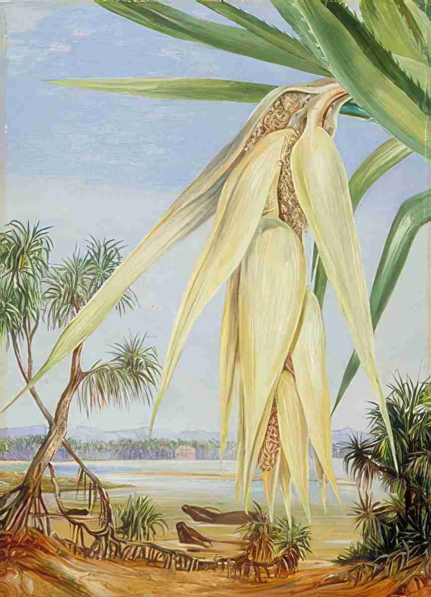 Marianne North Male Inflorescence of a Screw Pine Art A4 Photo Print