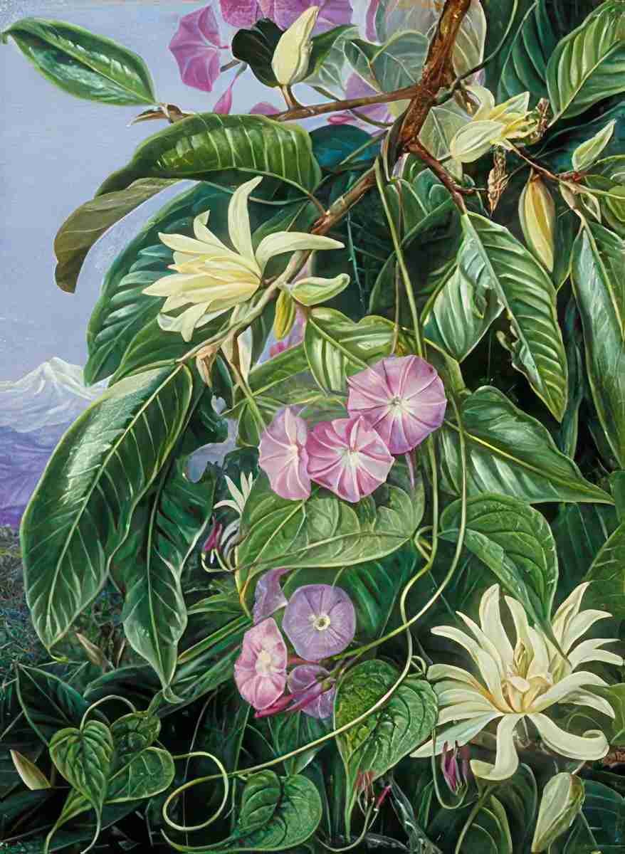 Marianne North Michelia Climber of Darjeeling India Art A4 Photo Print