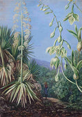 Marianne North Mountain Path with as yet Unidentified Plants Art A4 Photo Print