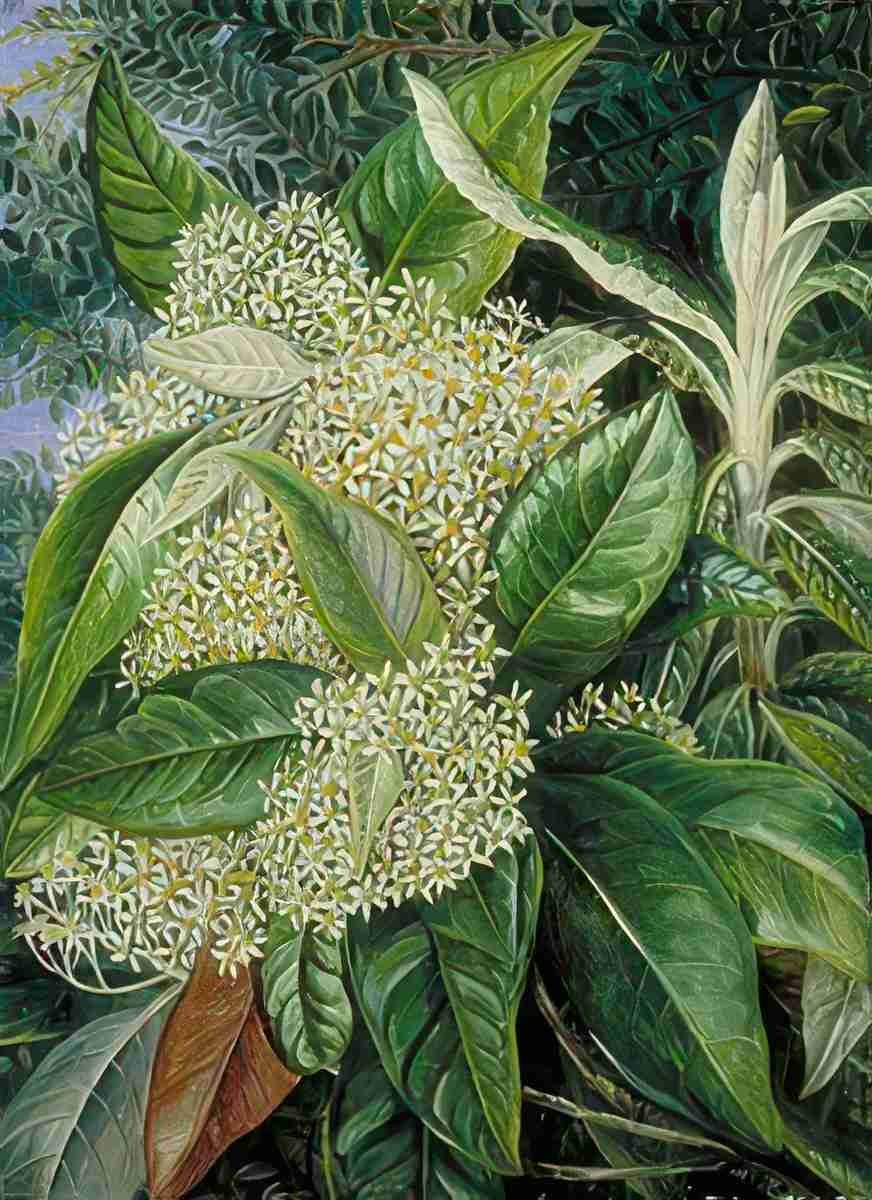 Marianne North Musk Tree Background of Evergreen Beech Victoria Art A4 Photo Print