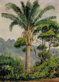 Marianne North Oil Palm at Tijuca Brazil Art A4 Photo Print