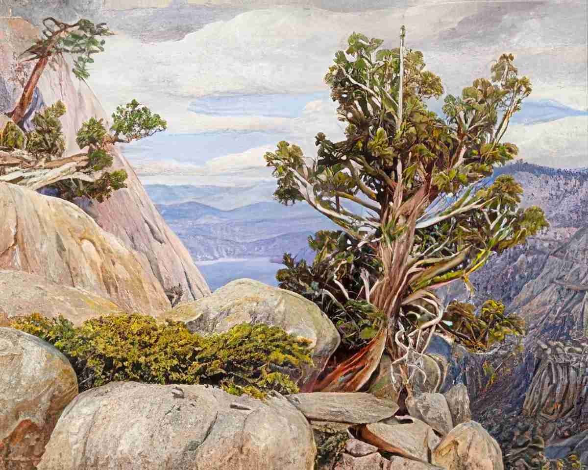 Marianne North Old Cypress or Juniper Tree Nevada Mountains California Art A4 Photo Print