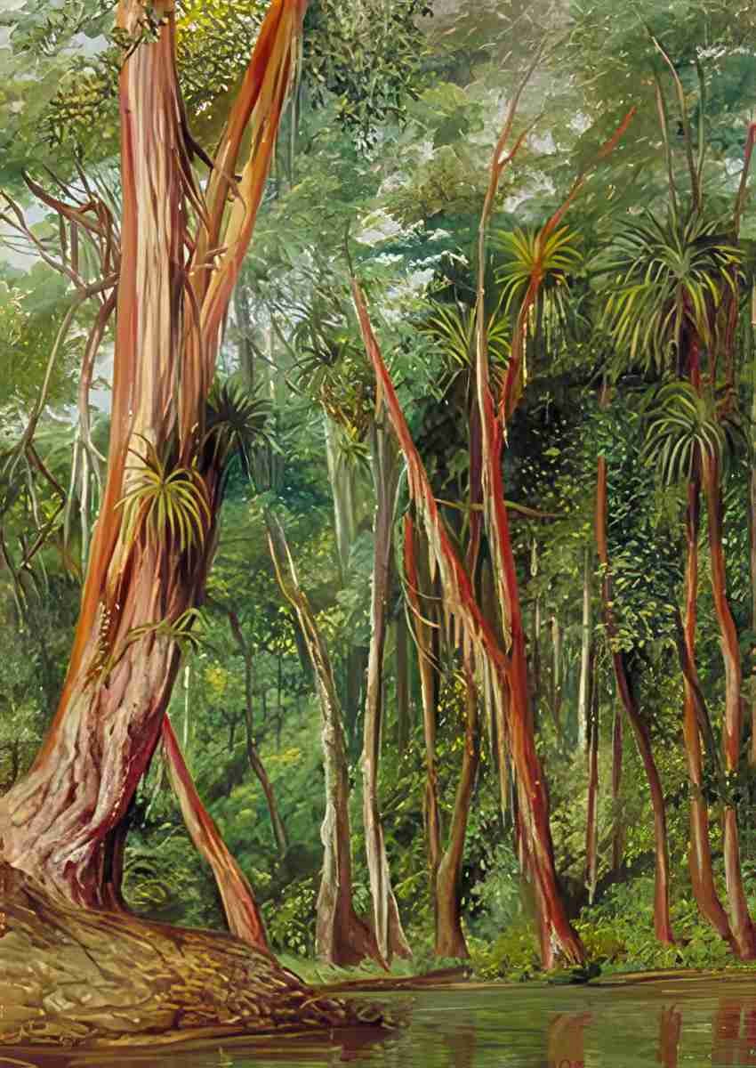 Marianne North Palawan Trees Sarawak Borneo Art A4 Photo Print