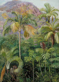 Marianne North Palms in Mahe Seychelles Art A4 Photo Print