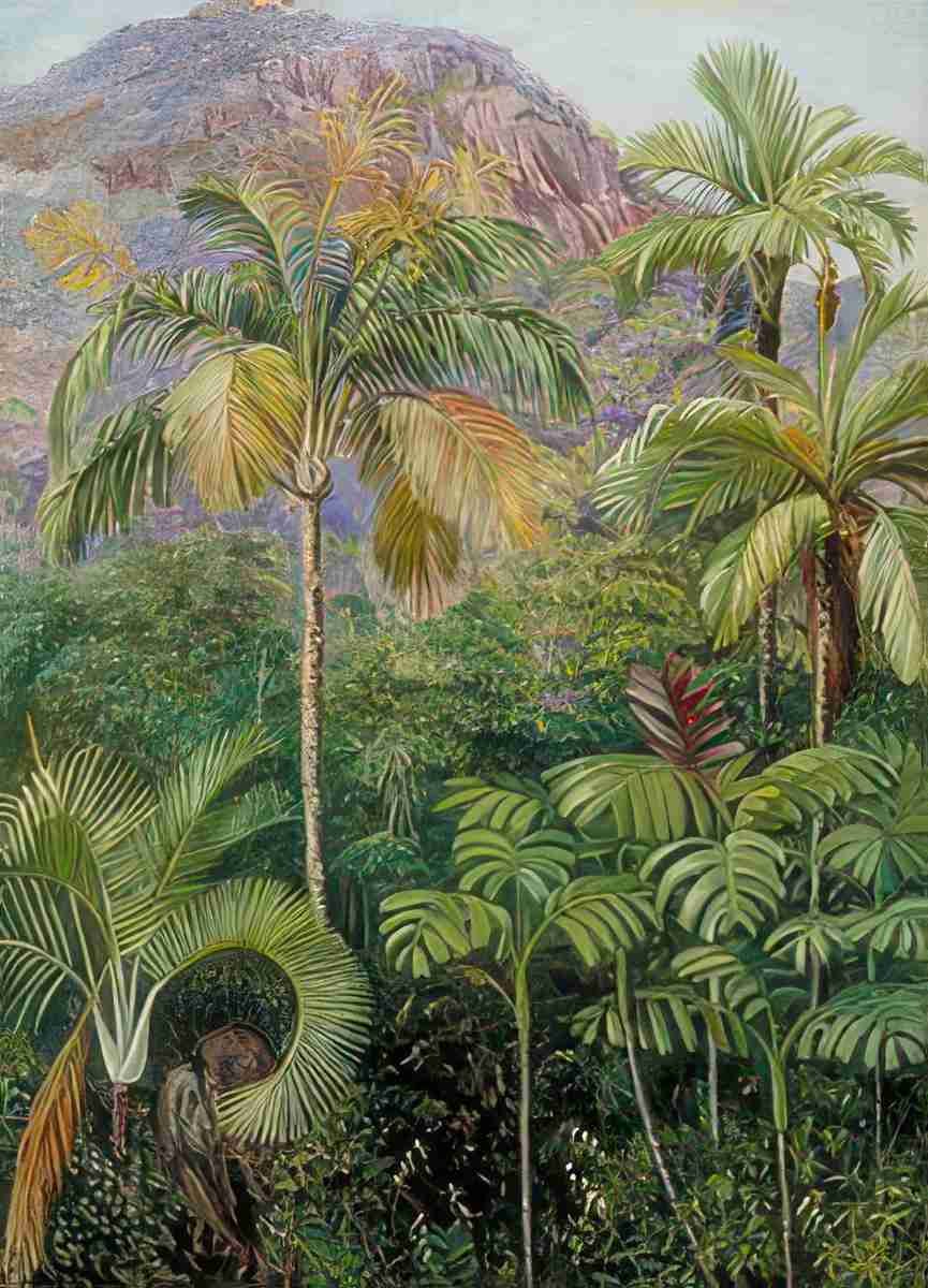 Marianne North Palms in Mahe Seychelles Art A4 Photo Print