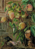 Marianne North Peaches Humming Birds Brazil Art A4 Photo Print