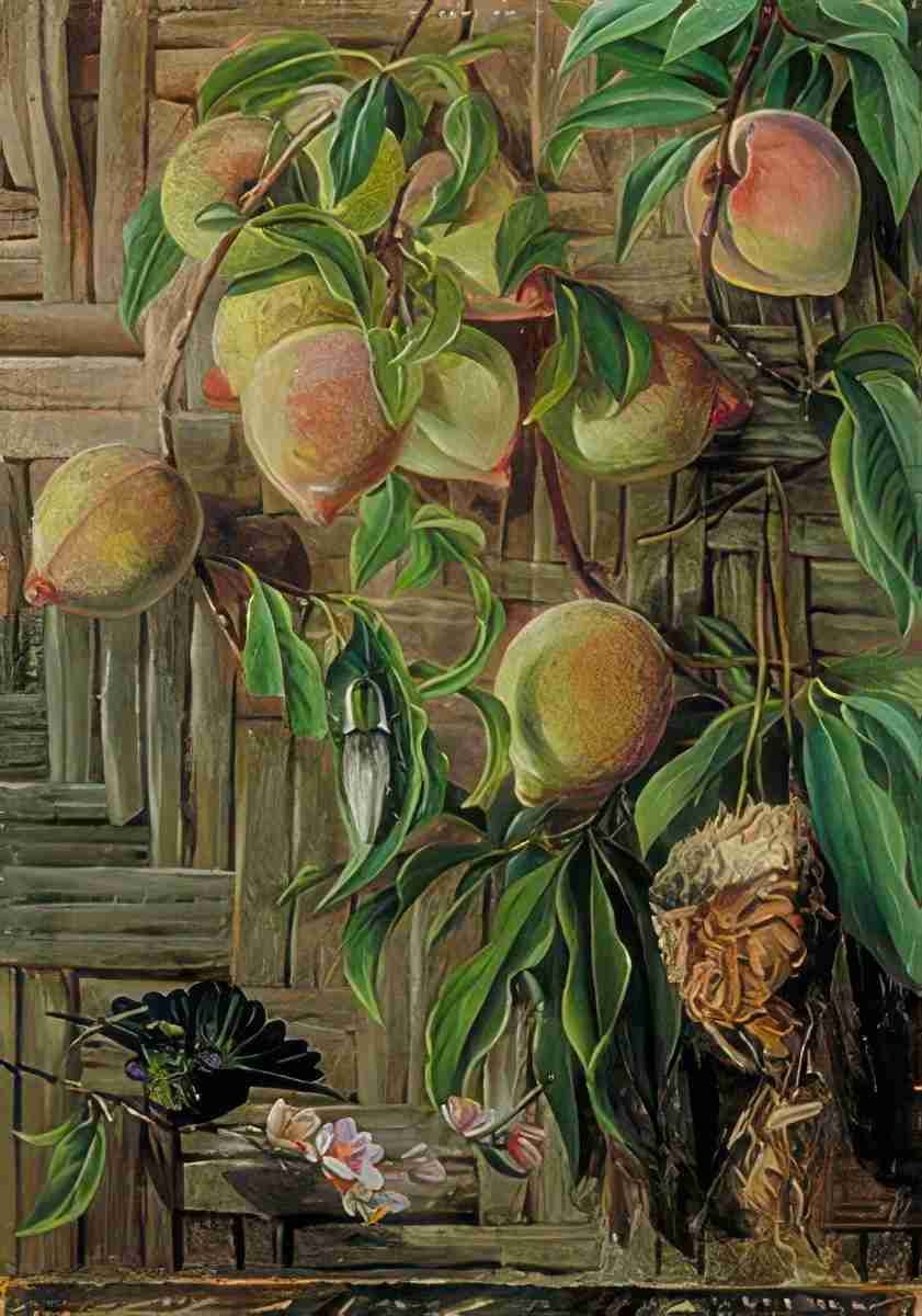 Marianne North Peaches Humming Birds Brazil Art A4 Photo Print