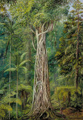Marianne North Poison Tree Strangled by a Fig Queensland Art A4 Photo Print