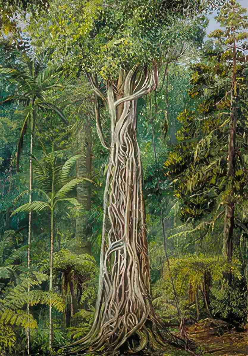Marianne North Poison Tree Strangled by a Fig Queensland Art A4 Photo Print