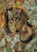 Marianne North Possum up a Gum Tree Art A4 Photo Print