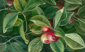 Marianne North Psidium littorale S Art A4 Photo Print