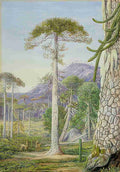 Marianne North Puzzle Monkey Trees Guanacos Chili Art A4 Photo Print