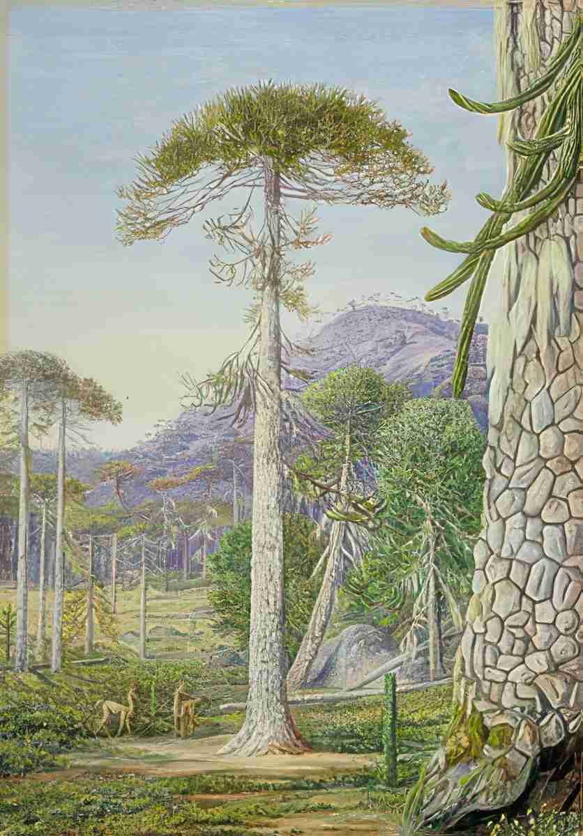 Marianne North Puzzle Monkey Trees Guanacos Chili Art A4 Photo Print