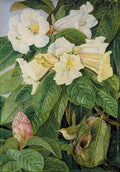Marianne North Rhododendron nuttallii Tailor Bird North India Art A4 Photo Print