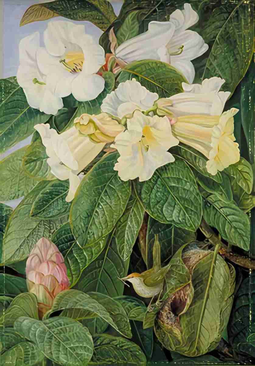 Marianne North Rhododendron nuttallii Tailor Bird North India Art A4 Photo Print