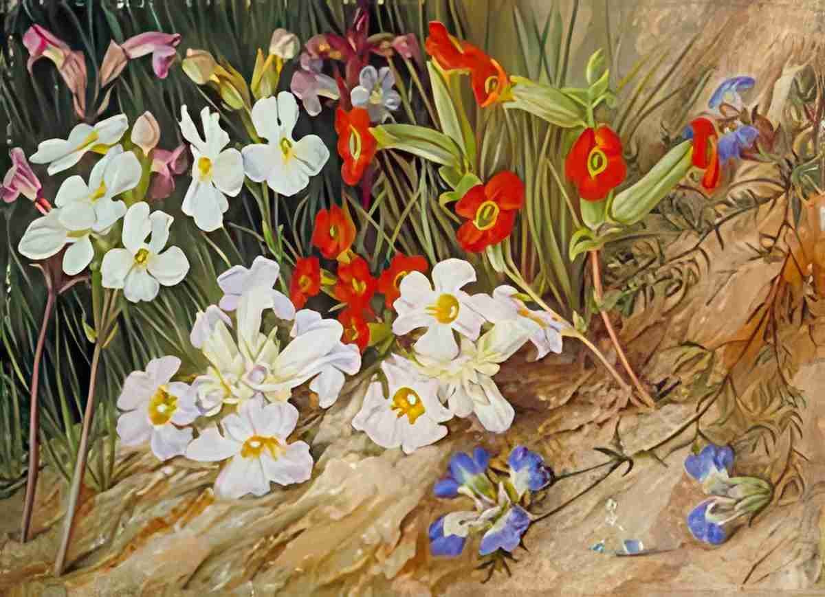 Marianne North Root Parasites Blue Blepharis Port Elizabeth Art A4 Photo Print