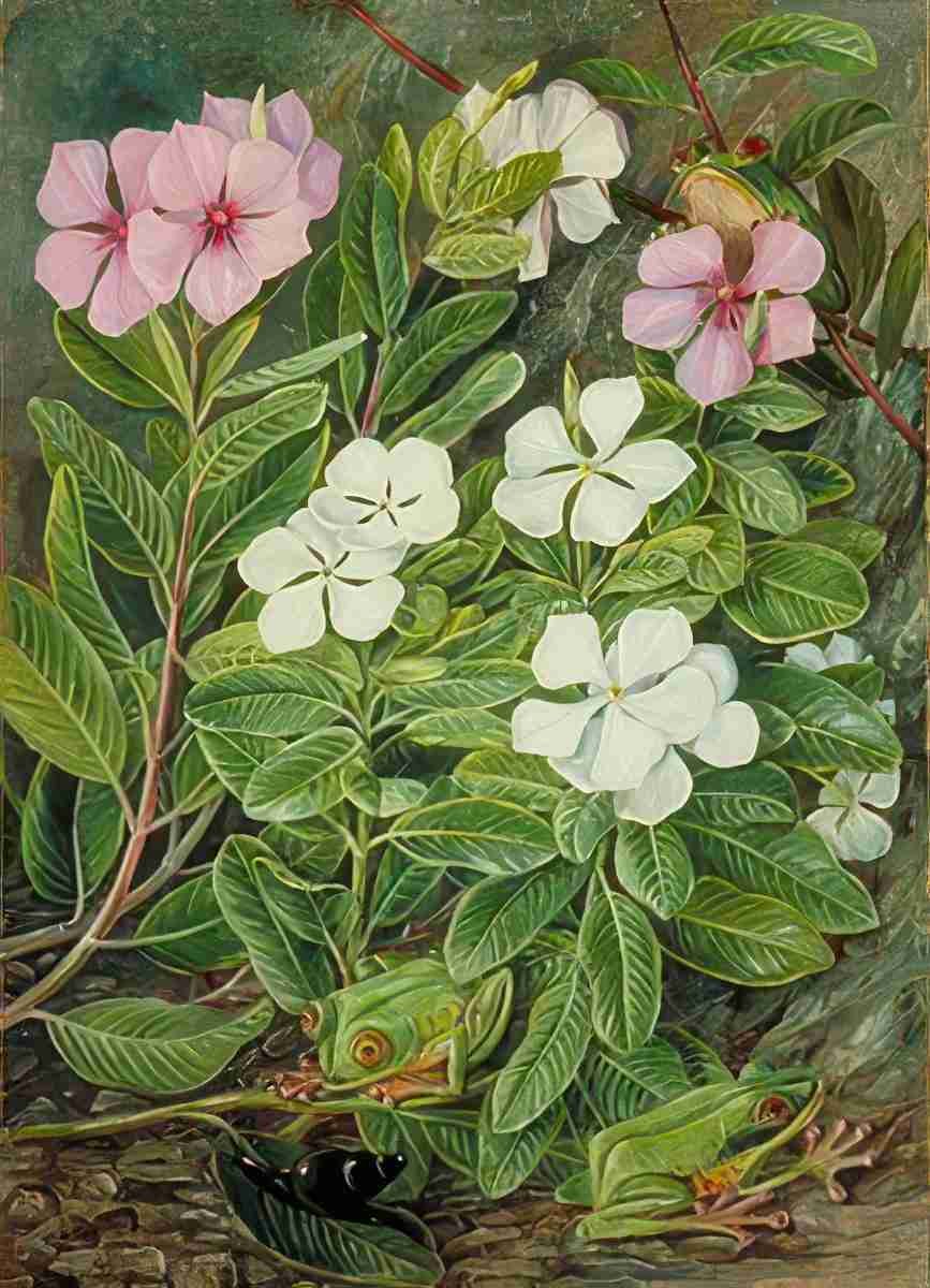Marianne North Saponaire or Periwinkle Green Frogs in Mahe Art A4 Photo Print