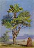 Marianne North Scotchman Hugging a Creole Brazil Art A4 Photo Print
