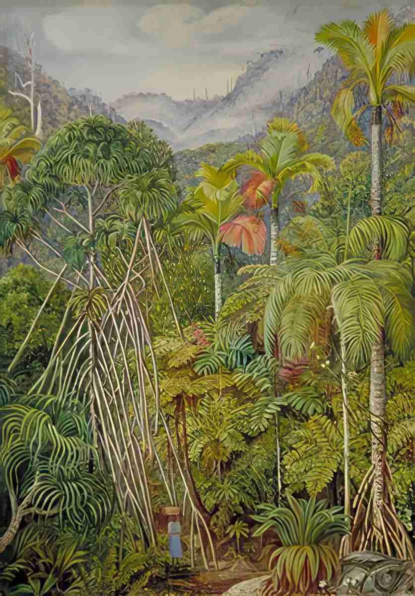 Marianne North Screw Pines Palms Ferns from the Path near Venns Town Mahe Art A4 Photo Print