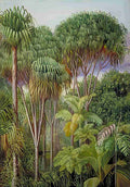 Marianne North Screw Pines Palms Tree Ferns Cinnamon Trees on the Hills of Mahe Art A4 Photo Print