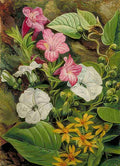 Marianne North Some Brazilian Flowers Art A4 Photo Print
