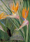 Marianne North Strelitzia Sugar Birds South Africa Art A4 Photo Print